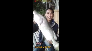 𝕶𝖆𝖐𝖆𝖕 𝖕𝖚𝖙𝖎𝖍 𝕭𝖆𝖇𝖔𝖓 Kali Anyar SALTO🤭#Shorts #shortindonesia  #shortvideo