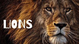 10 Facts about Lions | Unbelievable lion Facts you didn't know