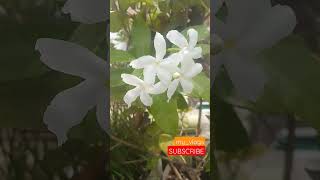 My Terrace Garden