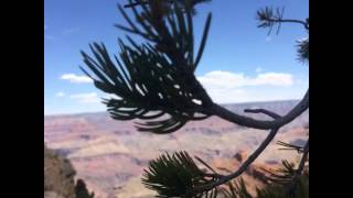 Grand Canyon trip, sydneysworldblog.weebly.com