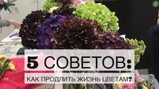 КАК ПРОДЛИТЬ ЖИЗНЬ ЦВЕТАМ? 5 СОВЕТОВ