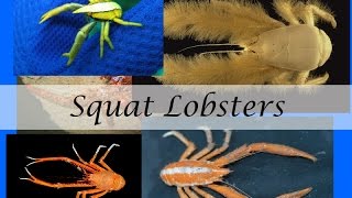 Squat Lobster Facts - Strange Sea Creature