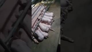 Day 16: Feeding Time #viral #shorts #trending #shortvideo #countryside #backyardfarming #piggery