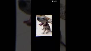 #viral #viralvideo #puppy #viralshorts