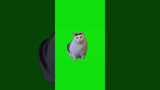 Cat Saying Huh Meme Green Screen Chrome Key Template #cats #memes