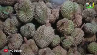 Mengantar Hasil Panen Durian ke Gudang Buah