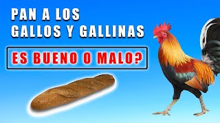 es bueno darles pan a los gallos y gallinas #PANGALLINAS