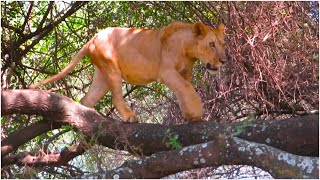 Real lion walking on a tree