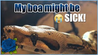 When a boa constrictor wheezing isn't a URI