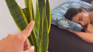 Why is a Japanese Doctor Warning People to Put Snake Plant in Their Rooms? - Home Tips