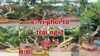 Sơ Ri phoi to trái ngọt ,giá rẻ "0979309131" Cây Kiểng Quốc Cung