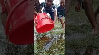 Fish fishing | Catching Fish | Hunting Fish From Hole#amazingfish #video #fish #comedy #fishcomedy