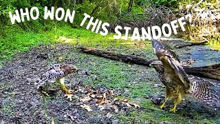 🦊HAWK VS HAWK, OR IS IT? #trailcam #backyard #habitat