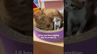 Funny Animals Videos 🤣 | Ep. 615 #shorts #viral #funny