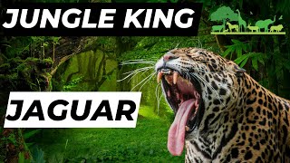 Jaguars: The Ultimate Jungle Kings