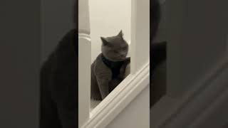 Grumpy in a mood! | #grumpycat #funnycatvideos