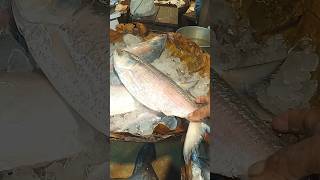 Unexpected, Very Big Size Hilsa Fish 🐠 🔥🙏,#shorts ,#short ,#Viral ,#fish,#fishing , #fishfarming ,