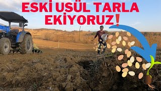 ESKİ USÜL TARLA EKİYORUZ!!/İLK DEFA SIVI GÜBRE DENEDİK