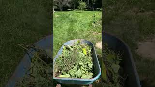 Weeding out some plants from the garden! #gardening #garden #shorts #sunnyday #composting #summer #1