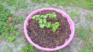 Garden update on a rainy day. Blackberries are delicious, Falling right off the cane. Underpinning!