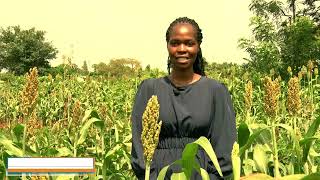 Suppressing Striga Weed in Western Kenya