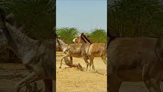 My village donkeys #donkey #ytshortsvideo #donkeyfarm #donkeyvillage #ytshorts