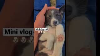 Mini vlog-02 🐶🥺❤️ plz subscribe🙏#shorts