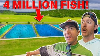 STOCKING 4 MILLION BASS at the FISH HATCHERY! ( FULL TOUR )