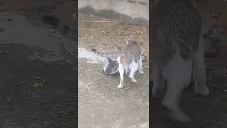 Cats playing #catlover #catvideos #trending #viralvideo