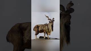 This is the national animal of Pakistan markhor. #shorts #ytshorts