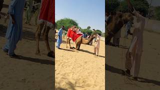 Thar decorated camels #shorts