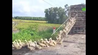 A flock of ducks rushes to the pond