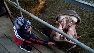 Daniel pet the hippopotamus at the zoo.