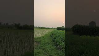 farm life in villages #farm #farmer #farmlife #villagelife #punjabi #shortsfeed #shorts #punjab