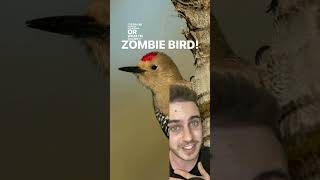 Zombie birds!