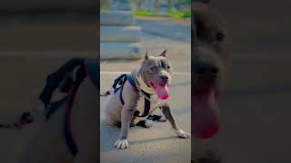 Roxy #ghawarvlogz #americanbully #roxy #doglover