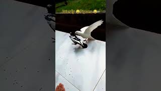 Cute Pigeon hand feed,🥰 25 April #birds#cute #youtube #youtubeshorts