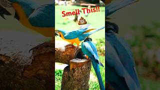 Look At This 🤭 #subscribe #viral #shorts #birds #music #song #love