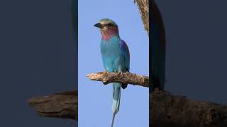 Lilac-breasted Roller #shorts