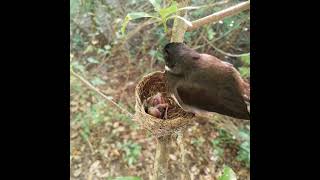 Malaysian pied fantail Birds Breeding in the nest