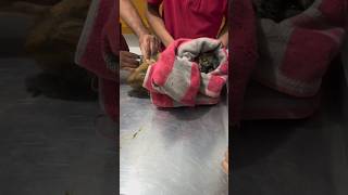 Angry Cat | #vaccination #karachi #angrycat #aggressivecat #vet #catlover #catparent #catvideos #cat