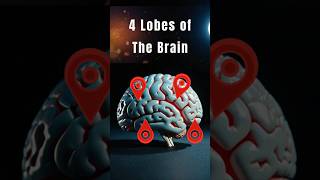 4 Lobes of The Brain and Their Functions #shorts #psychology #brainfacts #neuroscience