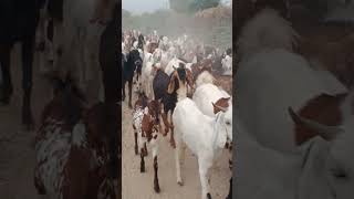 تغادر الماعز القرية إلى الغابة في الصباح #animals #viralvideo #goat #villagelife