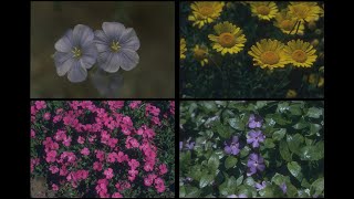 133066 Perennials in Bloom SSTV PD120