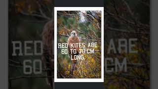 red kite | documentary