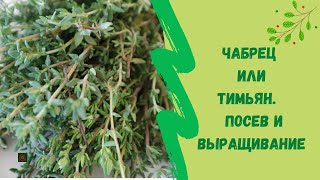 🌾Чабрец  или Тимьян.   Посев  и выращивание