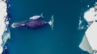 WHALES🐋 ON THE SEA ICE | 👍ANIMALS