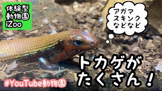 伊豆トカゲ図鑑／体験型動物園iZoo［YouTube動物園］