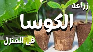 زراعة الكوسة فى المنزل | غرس الشتلات فى التربة