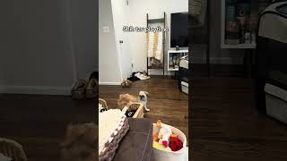 Two Shih Tzus are playing together!